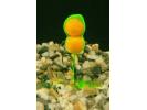 operations-speciales Ecto-Plasm Jour Vision Baits